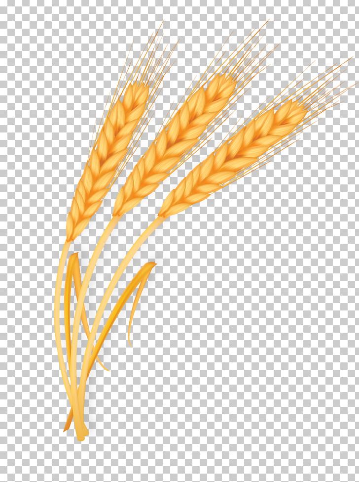Wheat Gold PNG, Clipart, Cereal, Commodity, Corn On The Cob, Designer, Download Free PNG Download