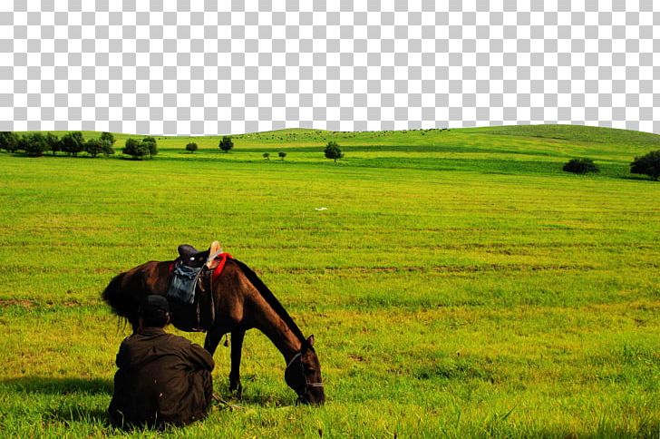 Horse Temperate Grasslands PNG, Clipart, Agriculture, Animals, Download, Ecoregion, Ecosystem Free PNG Download