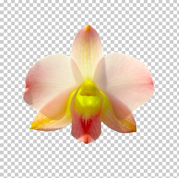 Moth Orchids Rhynchostylis Cattleya Orchids Flower Odontoglossum PNG, Clipart, Abstract, Auglis, Cartoon, Flower, Flowering Plant Free PNG Download