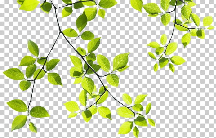 Tree Branch Landscape PNG, Clipart, Branch, Deciduous, Forest, Grass, Green Free PNG Download