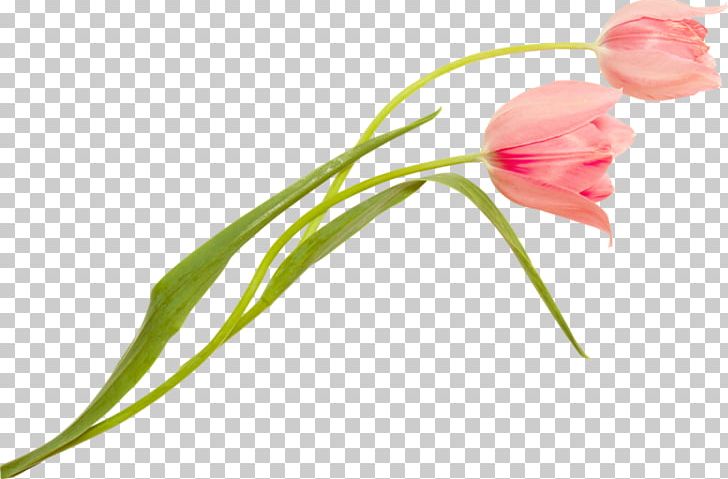 Tulip Cut Flowers Karstil Stretch Ceiling Plant Stem PNG, Clipart, Adana, Bud, Cut Flowers, Flora, Flower Free PNG Download