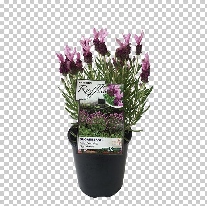 French Lavender Flowerpot Cutting Violet PNG, Clipart, Common Sunflower, Cut Flowers, Cutting, Flower, Flowering Plant Free PNG Download