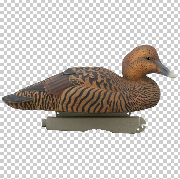 Mallard Goose Duck Common Eider King Eider PNG, Clipart, American Black Duck, Animals, Anseriformes, Beak, Bird Free PNG Download