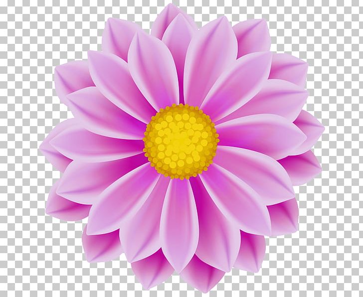 Pink Flowers PNG, Clipart, Art, Blue, Chrysanths, Dahlia, Daisy Family Free PNG Download