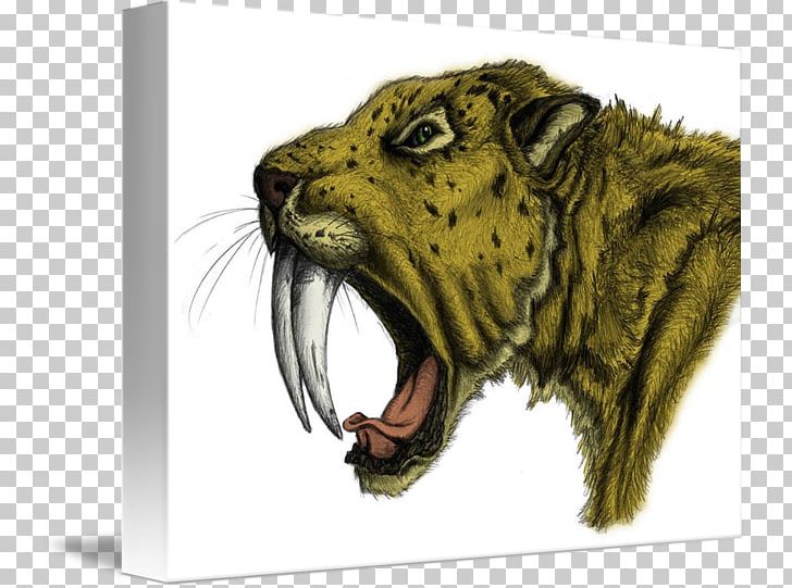 Saber-toothed Tiger Wildlife Drawing Saber-toothed Cat PNG, Clipart, Animal, Big Cats, Carnivoran, Cat Like Mammal, Drawing Free PNG Download