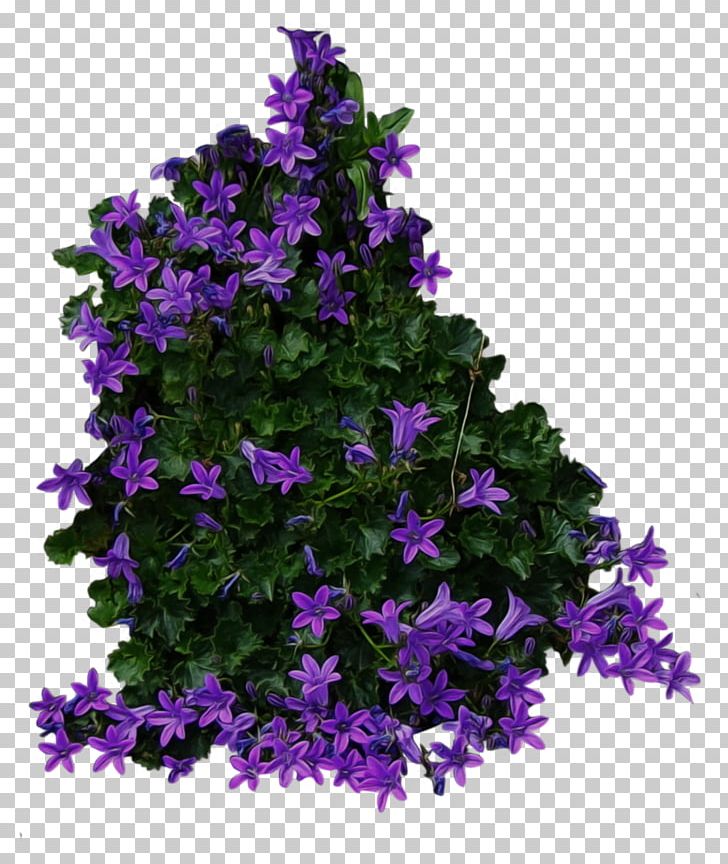 Shrub Flower PNG, Clipart, Annual Plant, Bellflower, Bellflower Family, Bush, Bushes Free PNG Download