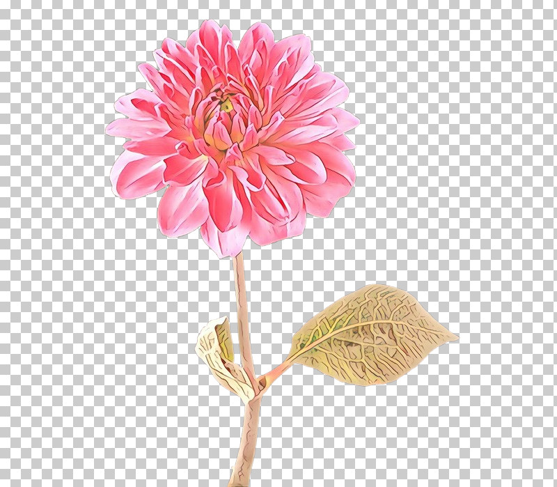 Flower Pink Cut Flowers Plant Petal PNG, Clipart, Cut Flowers, Flower, Gerbera, Petal, Pink Free PNG Download