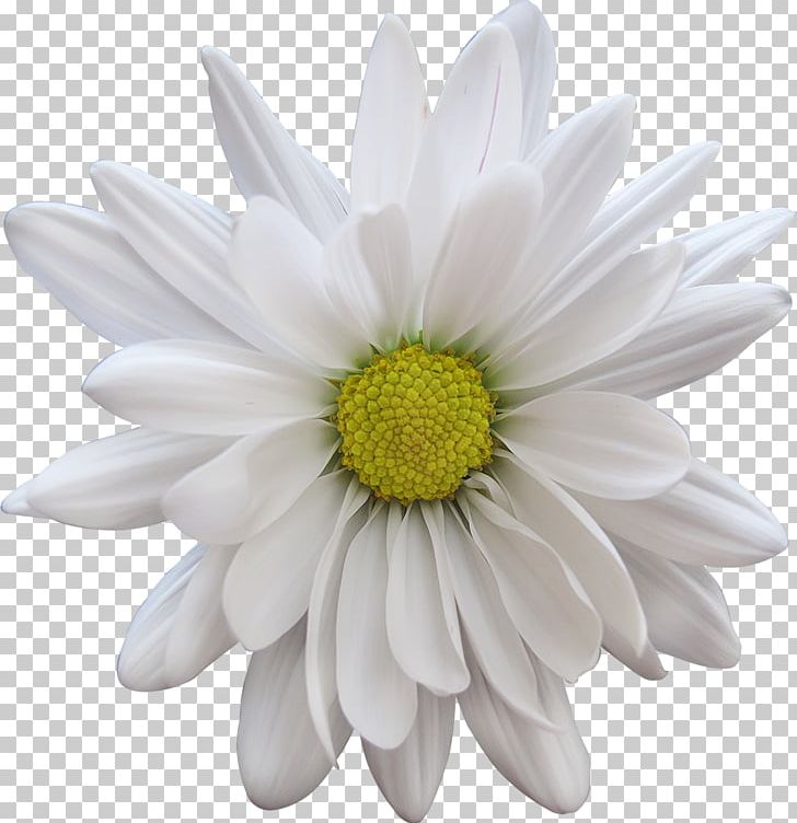 Cut Flowers Petal Transvaal Daisy PNG, Clipart, Aster, Chrysanthemum, Chrysanths, Cut Flowers, Dahlia Free PNG Download