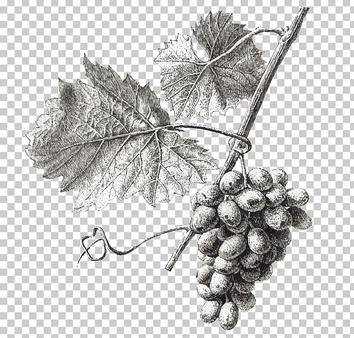 Wine Common Grape Vine Grape Leaves Illustration PNG, Clipart, Black Grapes, Branch, Drawing, Fruit, Fruit Nut Free PNG Download