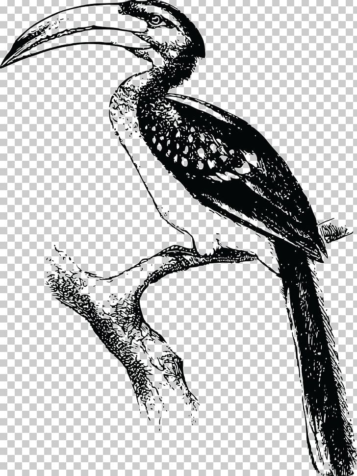 Bird Hornbill Drawing Animal PNG, Clipart, Animal, Animals, Art, Beak, Bird Free PNG Download