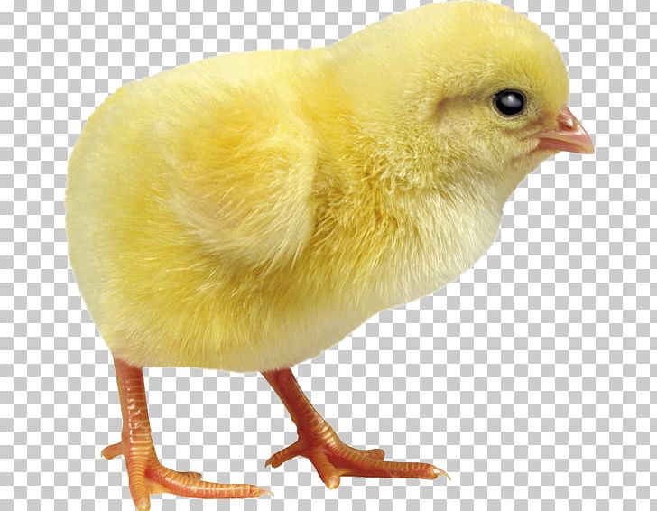 Chicken Incubator Debeaking Duck Egg Incubation PNG, Clipart, Animals, Beak, Bird, Chicken, Chicken Coop Free PNG Download