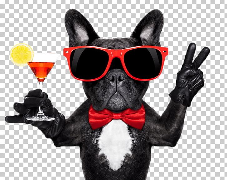 Dog Cocktail Glass Martini Cocktail Party PNG, Clipart, Alcoholic Drink, Animals, Bar, Carnivoran, Cocktail Free PNG Download
