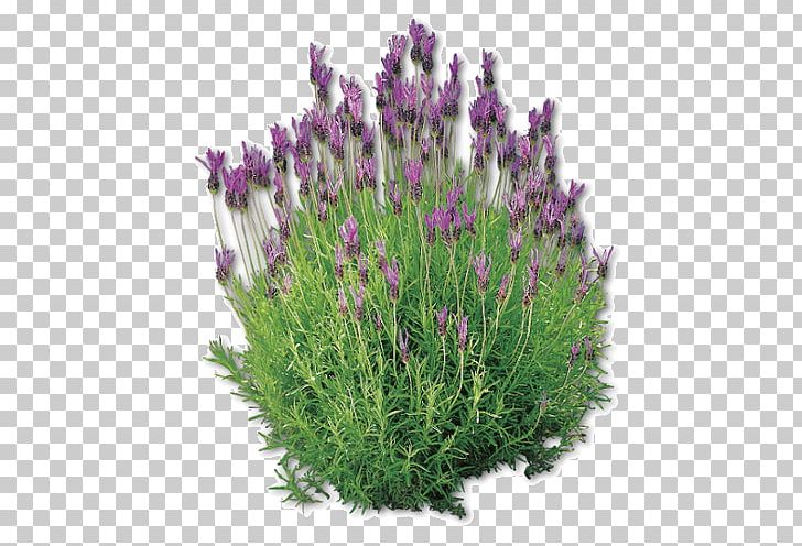 English Lavender French Lavender Plant Pianta Aromatica Lavandula Dentata PNG, Clipart, Chives, Color, English Lavender, Flower, Flowering Plant Free PNG Download