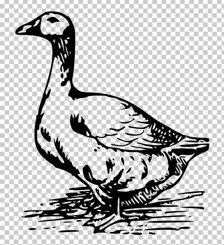 Goose Drawing PNG, Clipart, Animals, Art, Artwork, Beak, Bird Free PNG Download