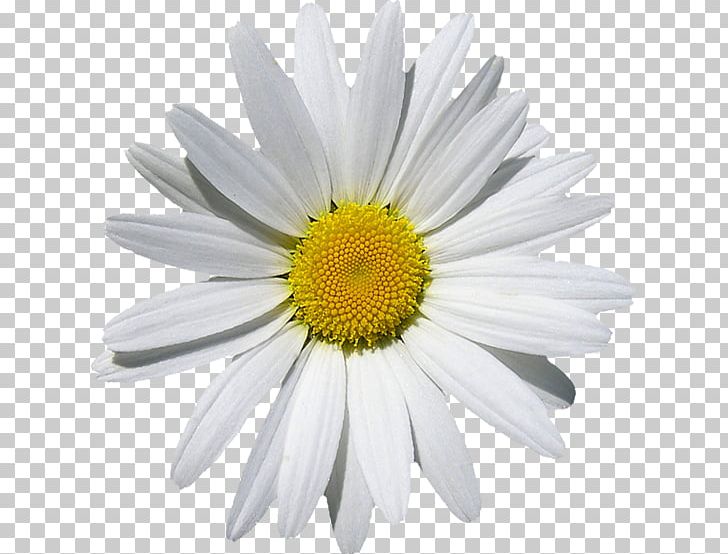 Oxeye Daisy Common Daisy Marguerite Daisy Chrysanthemum Machine Embroidery PNG, Clipart, Annual Plant, Aster, Chamaemelum Nobile, Chemical Element, Chrysanthemum Free PNG Download