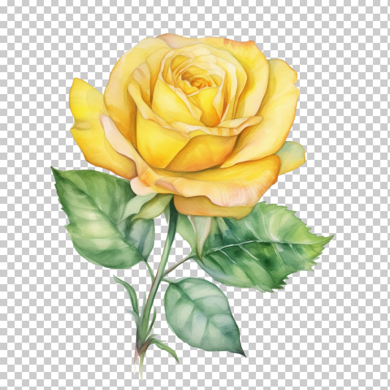 Yellow Rose - Beautiful Yellow Rose Illustration PNG