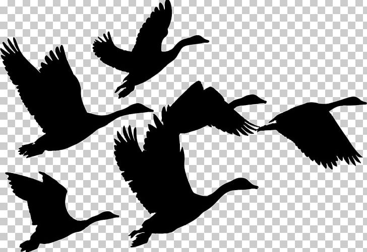 Canada Goose Duck Bird Flock PNG, Clipart, Animal Migration, Animals, Beak, Bird, Bird Migration Free PNG Download