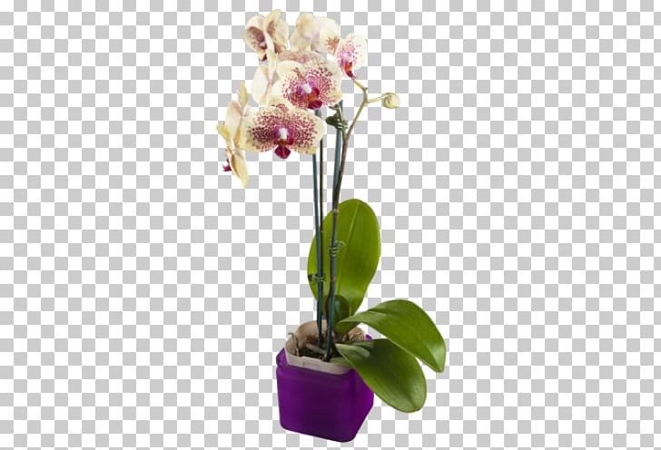 Moth Orchids Yellow Cut Flowers Purple PNG, Clipart, Art, Blue, Cattleya, Cattleya Orchids, Color Free PNG Download