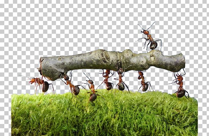 Oecophylla Smaragdina Colony Insect Ants Work Together Pest Control PNG, Clipart, Animal, Animals, Ant, Antenna, Ants Move Free PNG Download