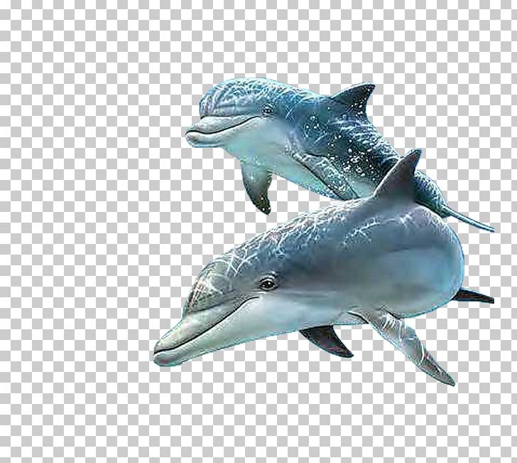 Apple IPhone 7 Plus Dolphin Photography PNG, Clipart, Animals, Apple Iphone 7 Plus, Aqua, Art, Cetacea Free PNG Download