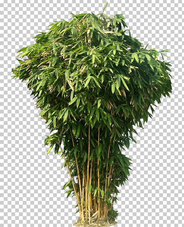 Bamboo Bush PNG, Clipart, Bamboo, Nature Free PNG Download