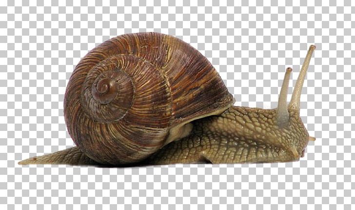 Gastropods Annelid Phylum Land Snail PNG, Clipart, Animal, Animals, Baby  Crawling, Common Name, Crawl Free PNG