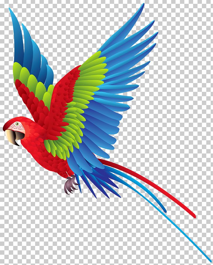 Palmitos Park The Parrot Place Bird Amazon Parrot True Parrot PNG, Clipart, Animals, Beak, Biodiversidad, Cachorro, Catlover Free PNG Download