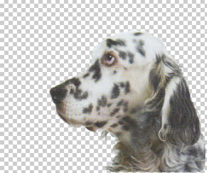 English Setter Russian Spaniel Dog Breed Companion Dog PNG, Clipart, Breed, Carnivoran, Companion Dog, Dog, Dog Breed Free PNG Download