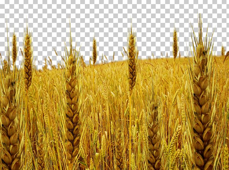 Parable Of The Tares Wheat PNG, Clipart, Agriculture, Avena, Barley, Cereal, Cereal Germ Free PNG Download