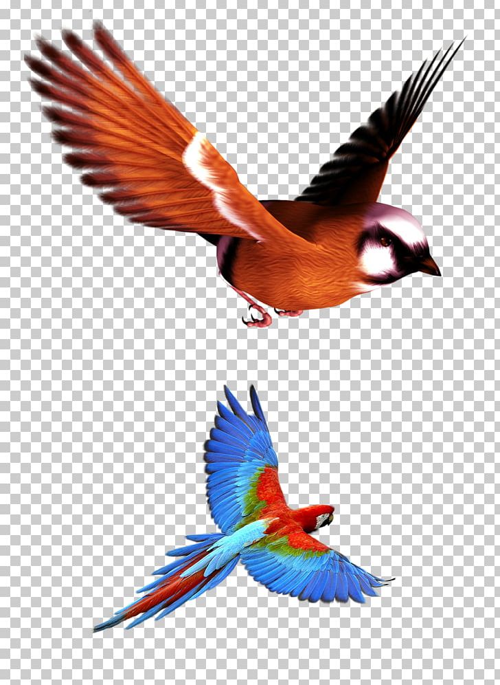 Animals Parakeet Vertebrate PNG, Clipart, Animals, Beak, Bird, Fauna, Feather Free PNG Download