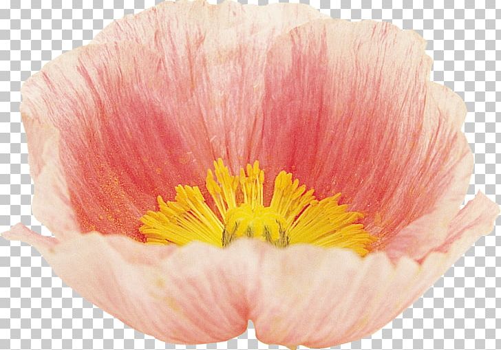 Poppy Flower Google S Blume PNG, Clipart, 2017, Advertising, Blume, Flower, Flowering Plant Free PNG Download