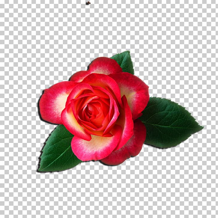 Rose Free Content PNG, Clipart, Artificial Flower, Black Rose, Blog, Bokmxe4rke, Chinese Lantern Free PNG Download