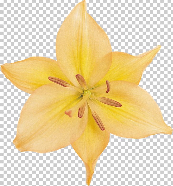 Lilium Cut Flowers Daylily PNG, Clipart, Cut Flowers, Daylily, Email, Flower, Flower Bouquet Free PNG Download