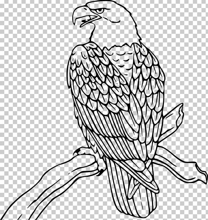 Bald Eagle Coloring Book Drawing Bird PNG, Clipart, Animal, Animals, Bald Eagle, Beak, Bird Free PNG Download