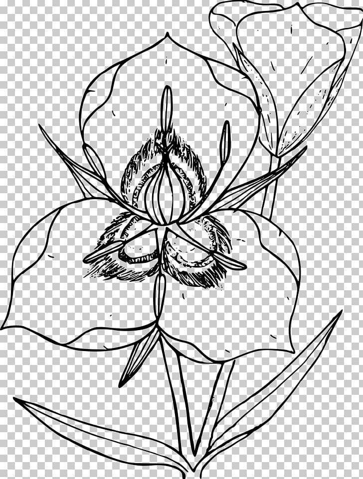 Utah Drawing Line Art Calochortus Nuttallii Sketch PNG, Clipart, Artwork, Black And White, Calochortus, Flower, Flower Plant Free PNG Download