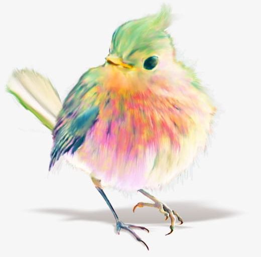 Birds PNG, Clipart, Animal, Animals, Bird, Birds, Birds Free PNG Download