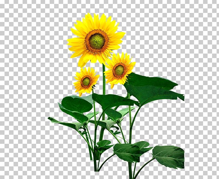 Common Sunflower Sunflower Seed Sunflower Student Movement PNG, Clipart, Annual Plant, Common Sunflower, Cut Flowers, Daisy Family, Download Free PNG Download