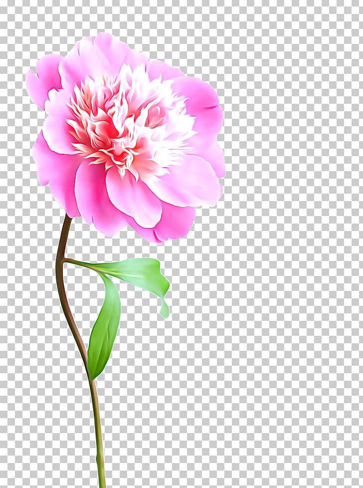 Flower Pink Stock Photography Peony PNG, Clipart, Blossom, Computer Wallpaper, Cut Flowers, Dahlia, Download Free PNG Download