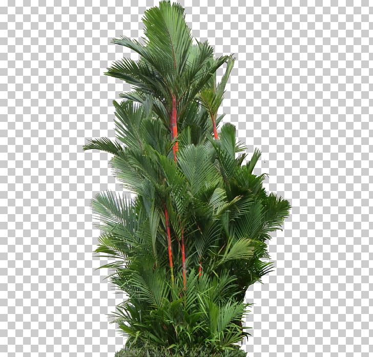 Palm Trees Cyrtostachys Renda PNG, Clipart, Arecales, Cyrtostachys, Cyrtostachys Renda, Earleaf Acacia, Evergreen Free PNG Download