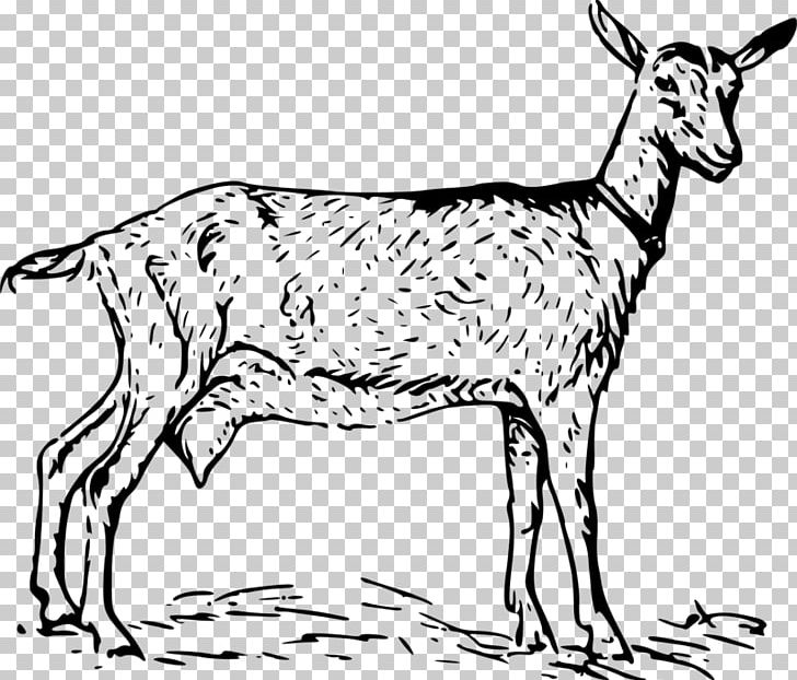 Anglo-Nubian Goat Nigerian Dwarf Goat Black Bengal Goat Oberhasli Goat Boer Goat PNG, Clipart, Animal, Animal Figure, Black, Black And White, Cattle Like Mammal Free PNG Download