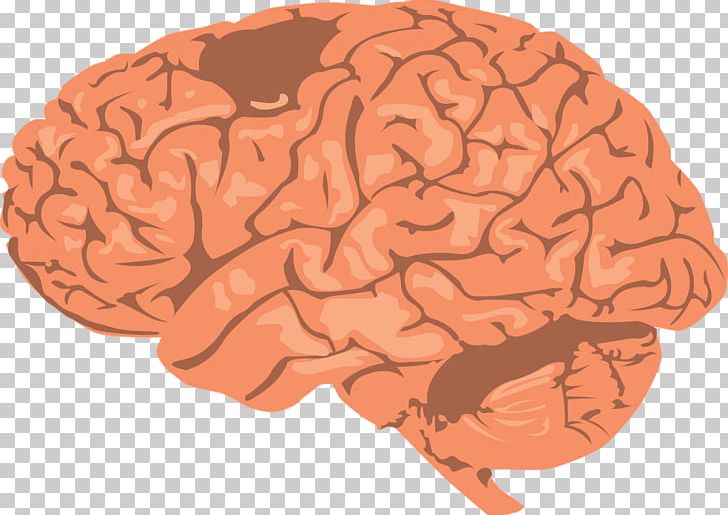 Brainwave Entrainment Research Science Dopamine PNG, Clipart, Anatomi, Awareness, Behavior, Brain, Brainwave Entrainment Free PNG Download