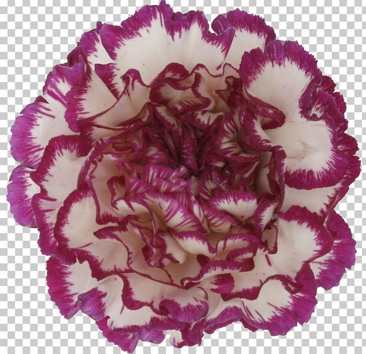 Carnation Cut Flowers Pink Petal PNG, Clipart, Carnation, Color, Cut Flowers, Dianthus Chinensis, Floral Design Free PNG Download