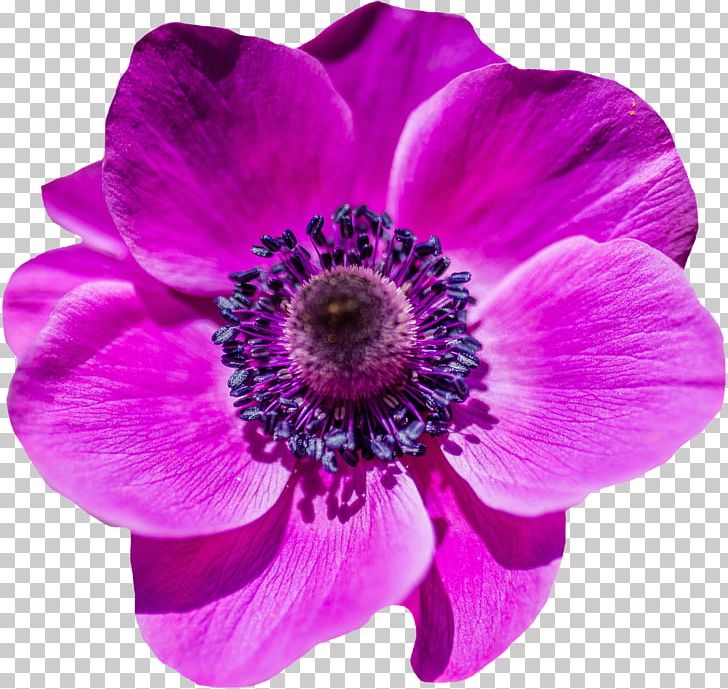 Flower Garden Poppy Petal PNG, Clipart, Anemone, Annual Plant, Art, Blossom, Color Free PNG Download