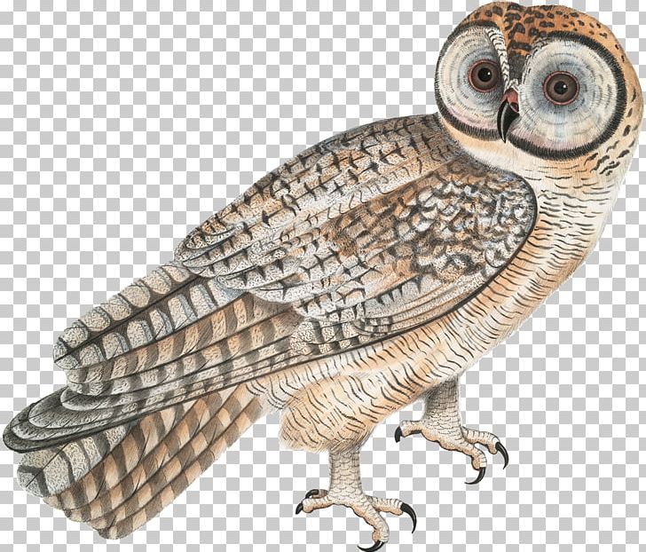 Tawny Owl Bird Tasmanian Masked Owl Barn Owl PNG, Clipart, Animal, Animals, Australian Masked Owl, Barn Owl, Beak Free PNG Download