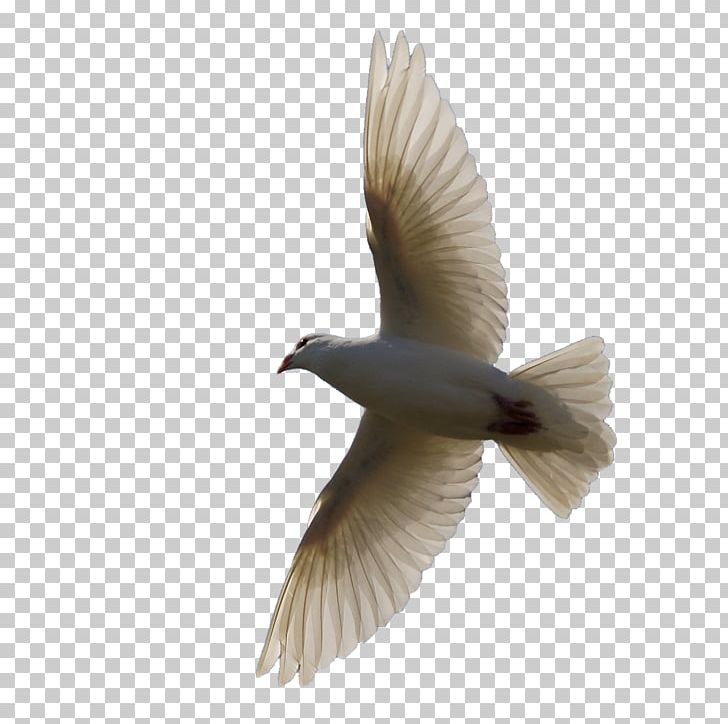 Bird Homing Pigeon PNG, Clipart, Animals, Beak, Bird, Bird Flight, Clip Art Free PNG Download