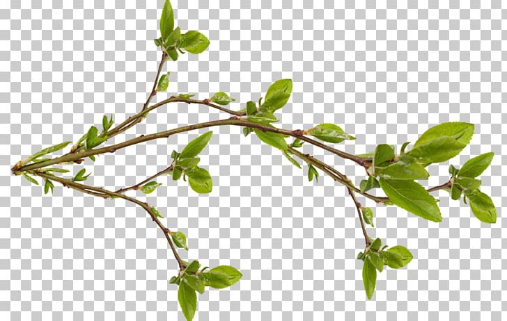 Twig Branch Tree Leaf Bud PNG, Clipart, Autumn, Branch, Bud, Cerasus, Cherry Blossom Free PNG Download