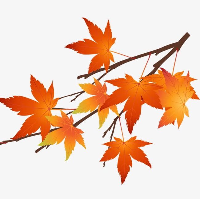 Autumn Maple Leaves PNG, Clipart, Autumn Clipart, Autumn Clipart, Fall, Golden, Leaf Free PNG Download