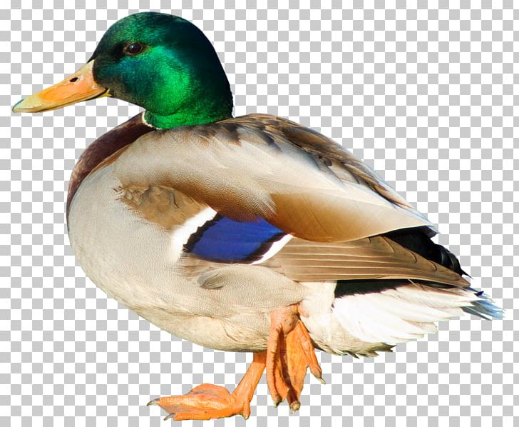 Duck Mallard Bird PNG, Clipart, Anatidae, Animal, Animals, Anseriformes, Autocad Dxf Free PNG Download