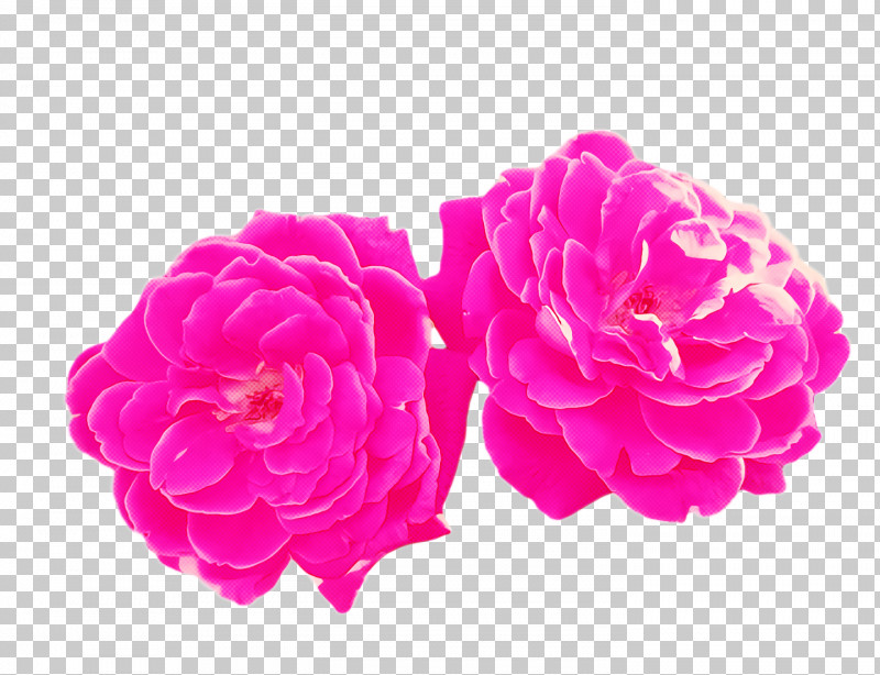 Garden Roses PNG, Clipart, Cabbage Rose, Cut Flowers, Floral Design, Floribunda, Flower Free PNG Download