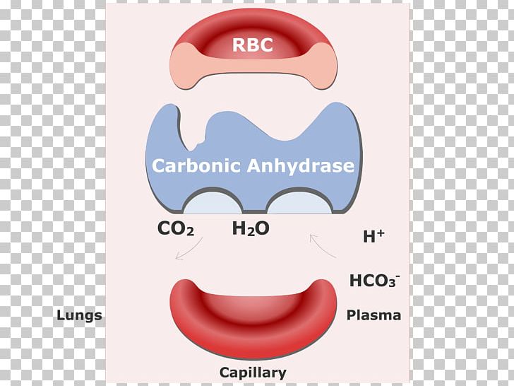 Carbon Dioxide Red Blood Cell Bicarbonate Hemoglobin PNG, Clipart, Bicarbonate, Blood, Blood Cell, Brand, Carbon Free PNG Download